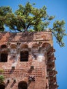 Guinigi tower, Lucca, Italy Royalty Free Stock Photo